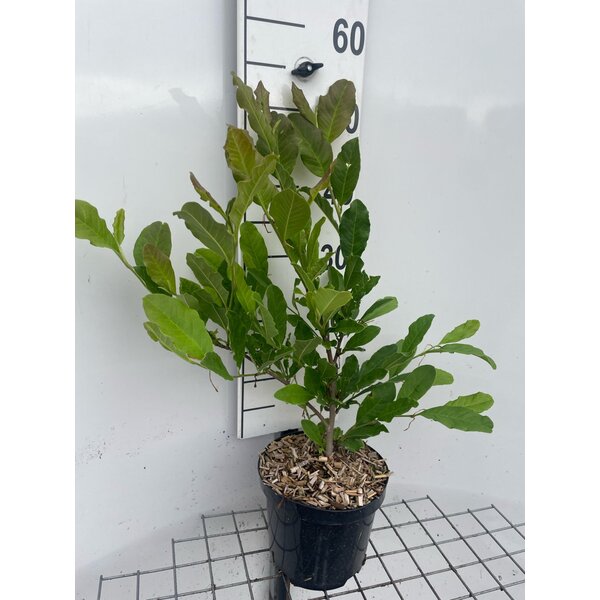 Magnolia stellata - 3,0L