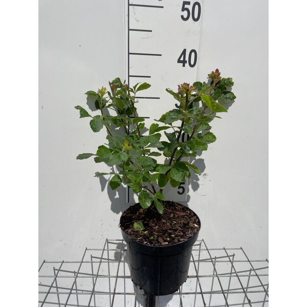 Rhus aromatica 'Grow-Low' - 3,0L