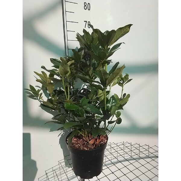 Rhododendron 'Cunningham's White' - 7,5L 60+