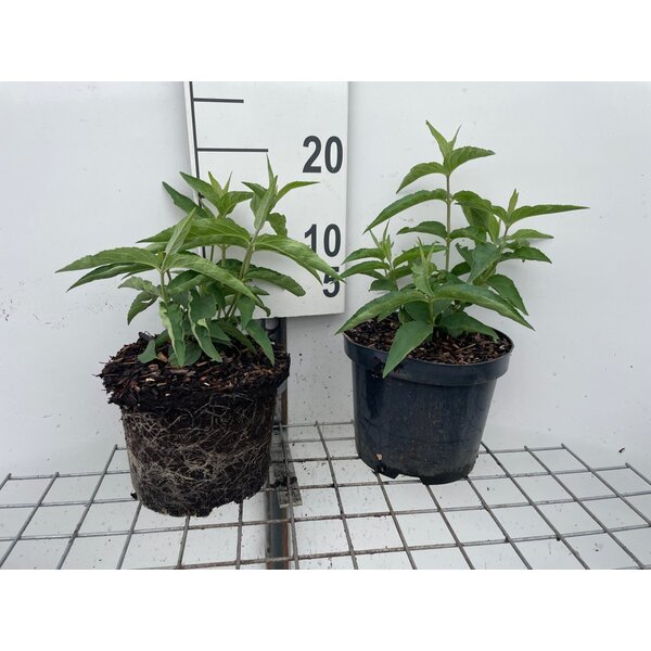 Deutzia magnifica - 3,0L
