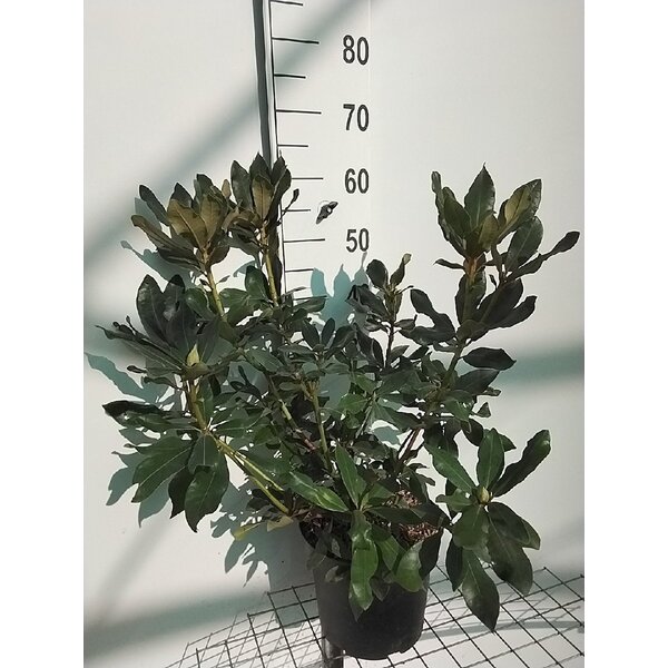 Rhododendron 'Nova Zembla' - 7,5L 50+