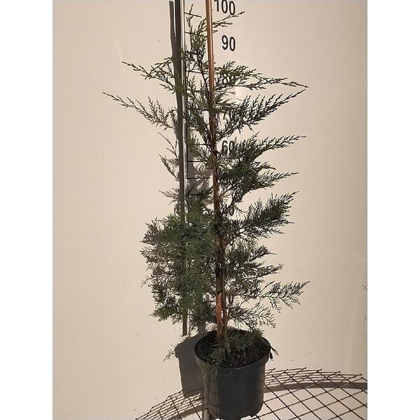 Cupressocyparis leylandii - 5,0L 80+
