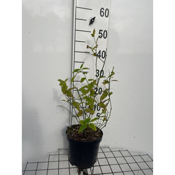 Kerria japonica 'Pleniflora' - 3,0L 40+