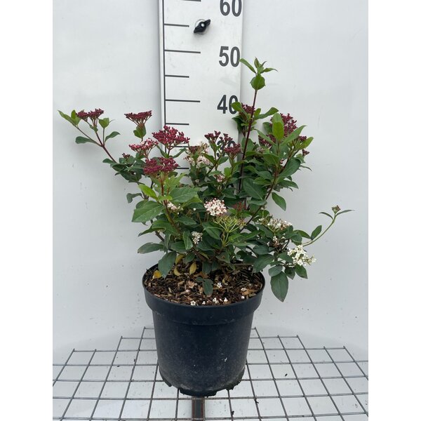 Viburnum tinus 'Gwenllian' - 7,5L 30+