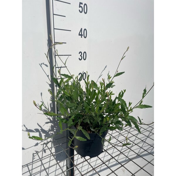 Gaura lindh. 'Short Form' - 2,0L