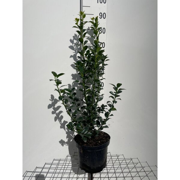 Ilex meserv. Heckenfee - 7,5L 80+