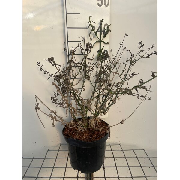 Verbena bon. 'Lollipop' - 3,0L
