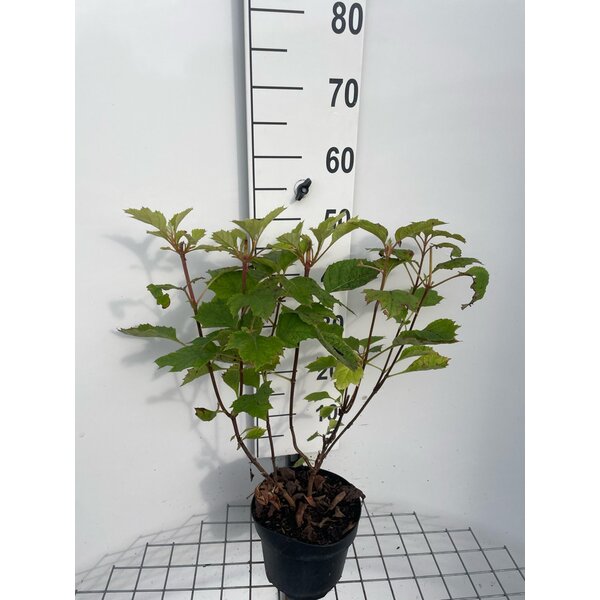 Hydrangea querc. Snow Queen - 3,0L 40+