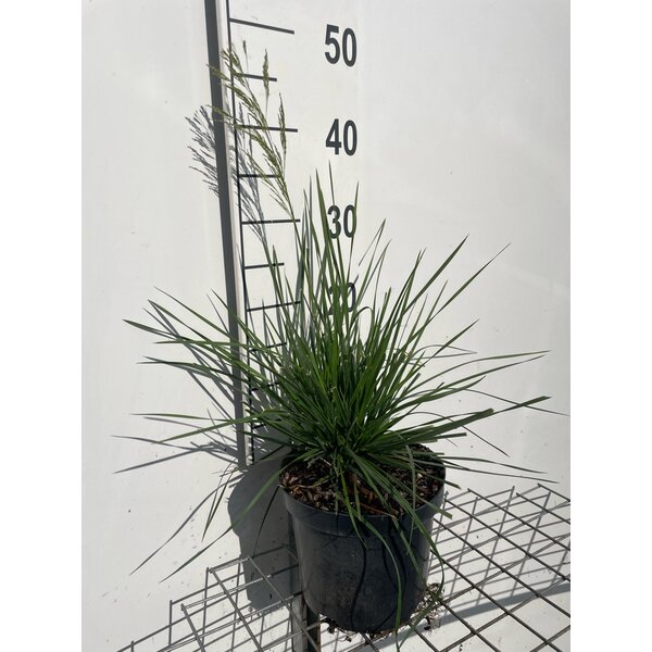 Deschampsia cesp. 'Goldtau' - 3,0L