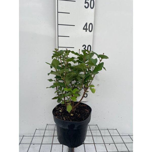 Syringa 'Josée' - 3,0L