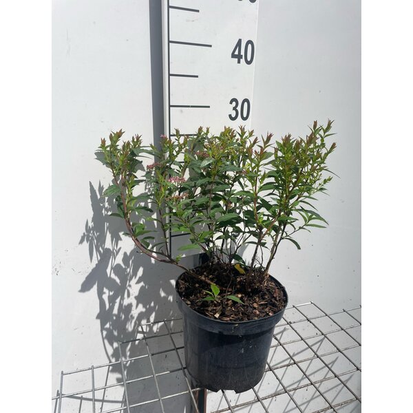 Spiraea jap. 'Anthony Waterer' - 3,0L
