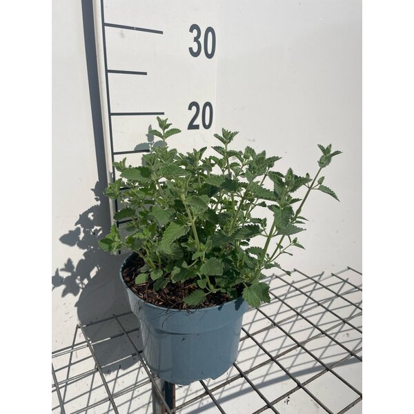 Nepeta 'Six Hills Giant' - 2,0L