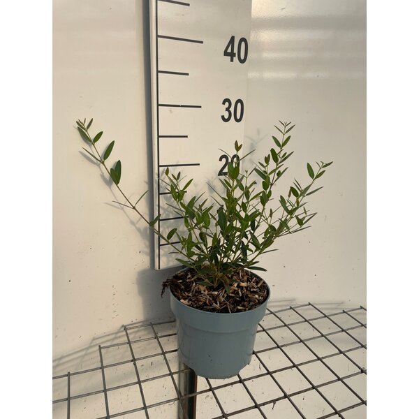 Phillyrea angustifolia - 2,0L