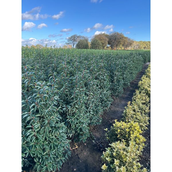 Prunus lusitanica 'Angustifolia' - met kluit 125+