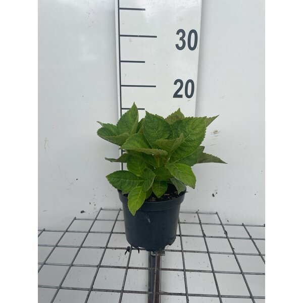 Hydrangea m. 'King George VII' - 1,3L