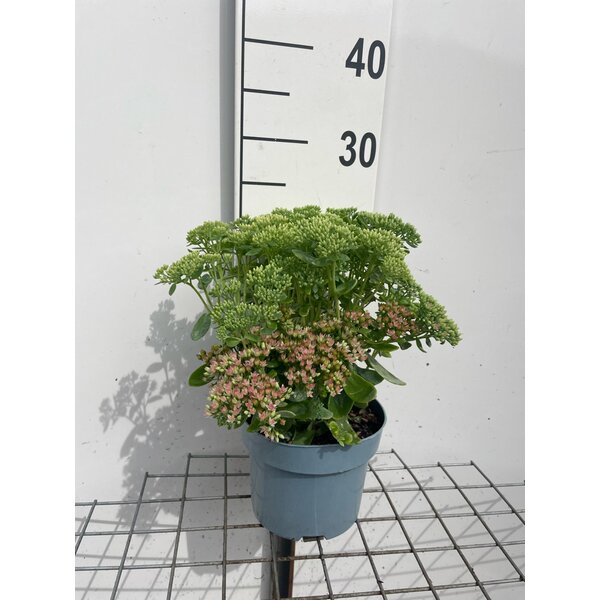Sedum 'Herbstfreude' - 2,0L