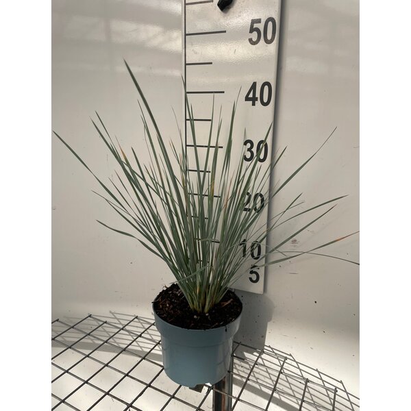 Helictotrichon sempervirens - 2,0L