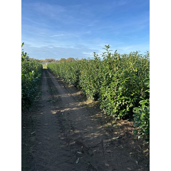 Prunus l. 'Novita' - met kluit 175+