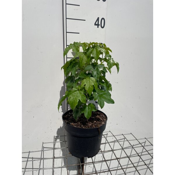Liquidambar styraciflua - 3,0L