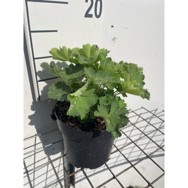 Alchemilla mollis - 1,3L