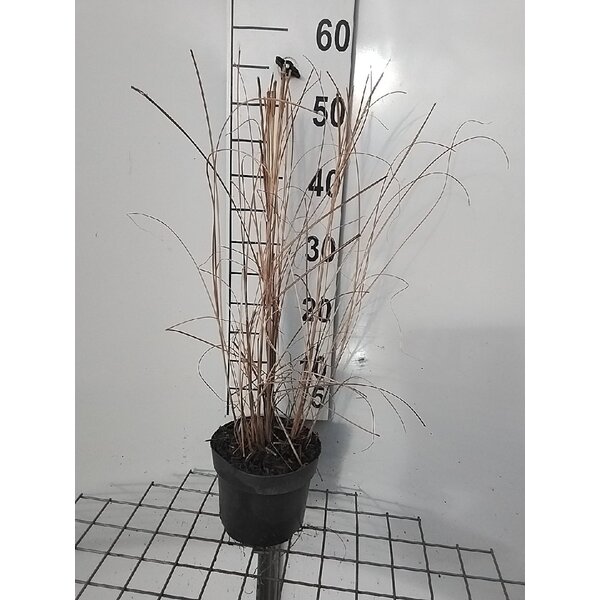 Miscanthus sin. 'Gracillimus' - 2,0L