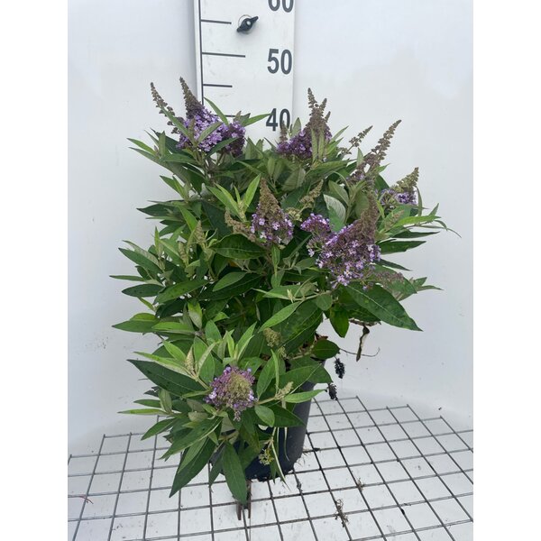 Buddleja d. Butt. Candy Lila Sweetheart - 7,5L
