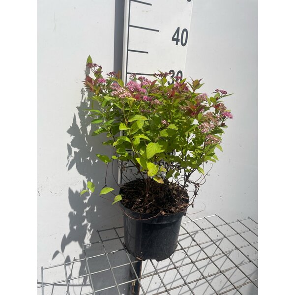 Spiraea jap. Magic Carpet - 3,0L