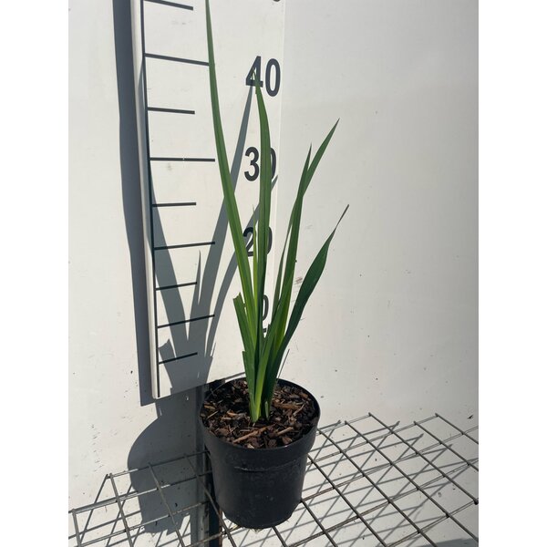 Iris pseudacorus - 1,3L