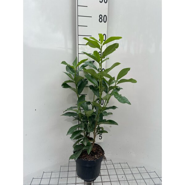 Prunus l. Genolia - 3,0L 60+
