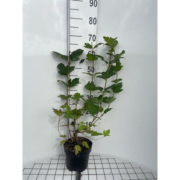 Viburnum opulus 'Roseum' - 3,0L 60+