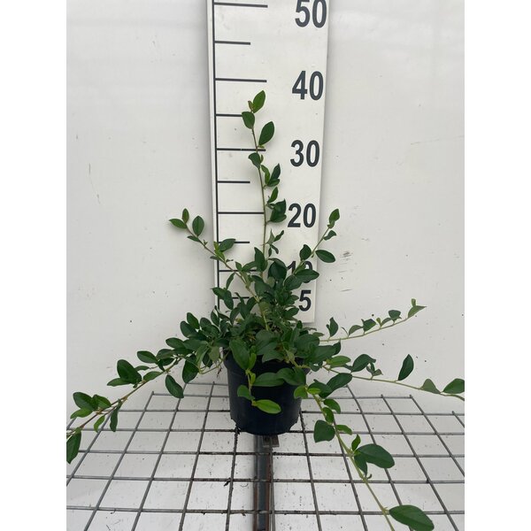 Cotoneaster dam. 'Major' - 1,3L