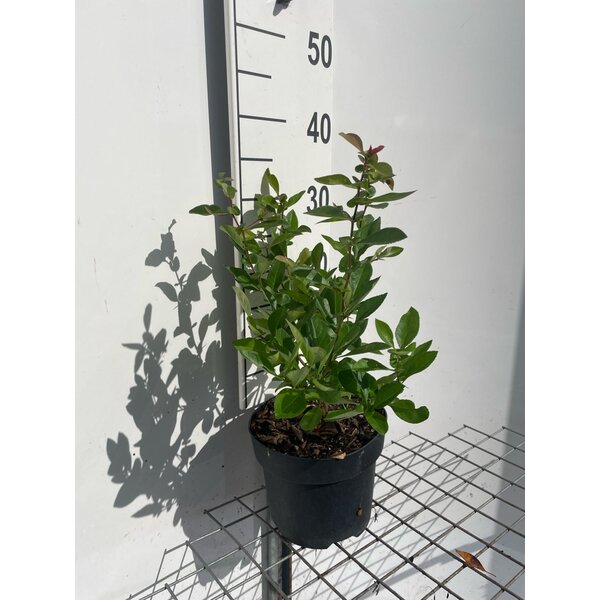 Chaenomeles sup. 'Nicoline' - 3,0L 30+