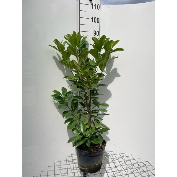Prunus l. 'Novita' - 7,5L 80+