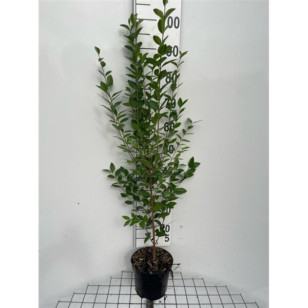 Ligustrum Ov. Mammoth - 3,0L 100+