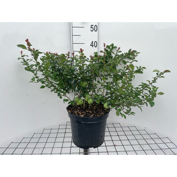 Chaenomeles j. 'Sargentii' - 7,5L
