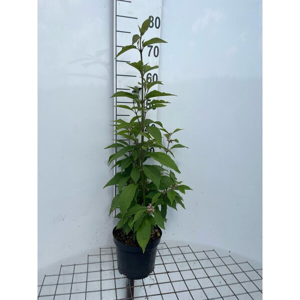 Callicarpa bodinieri giraldii - 3,0L
