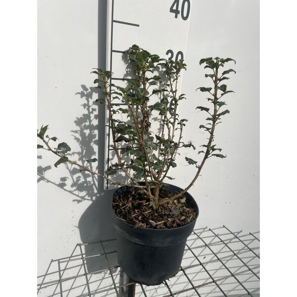 Ribes alpinum 'Schmidt' - 3,0L 30+