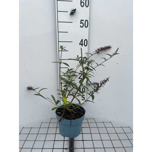 Buddleja d. 'Ile de France' - 2,0L