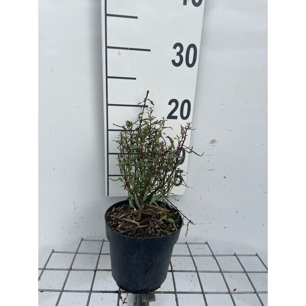Salix purpurea 'Nana' - 1,3L