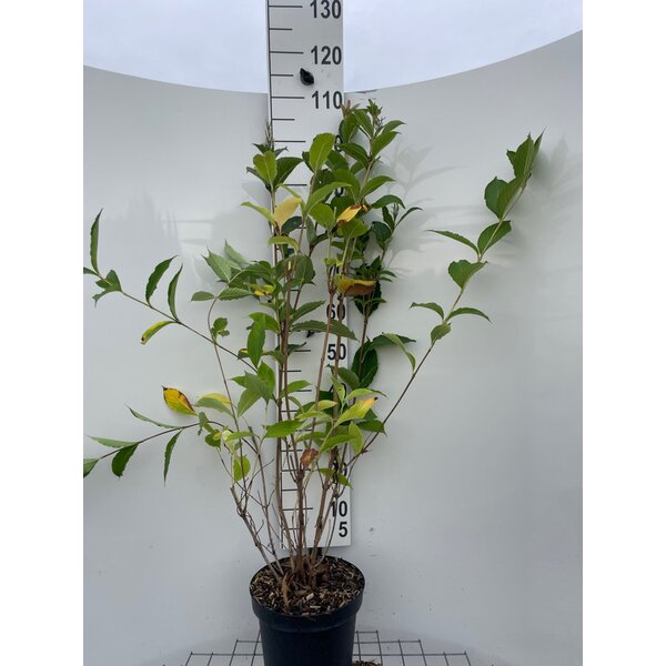 Weigela 'Candida' - 7,5L 80+