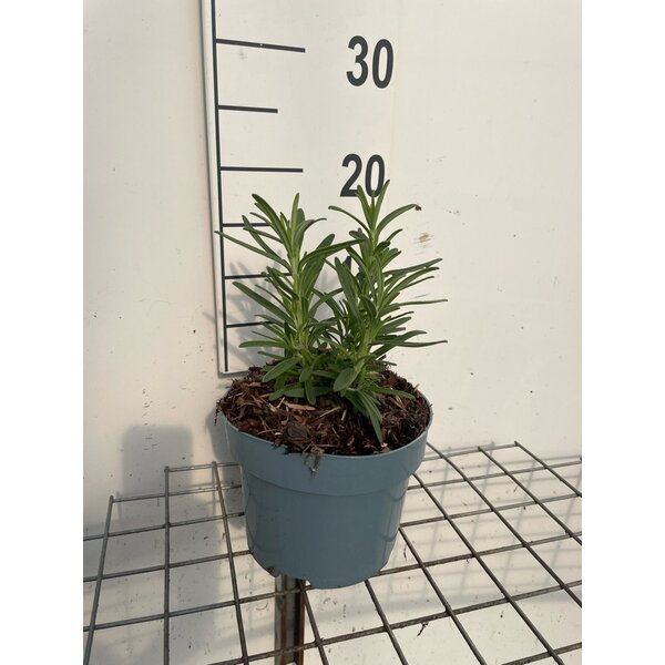 Rosmarinus officinalis - 2,0L