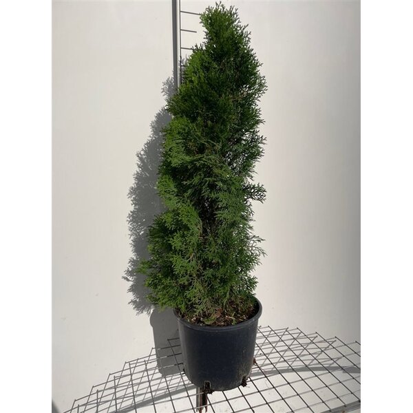 Thuja occ. 'Smaragd' - 10L 80+