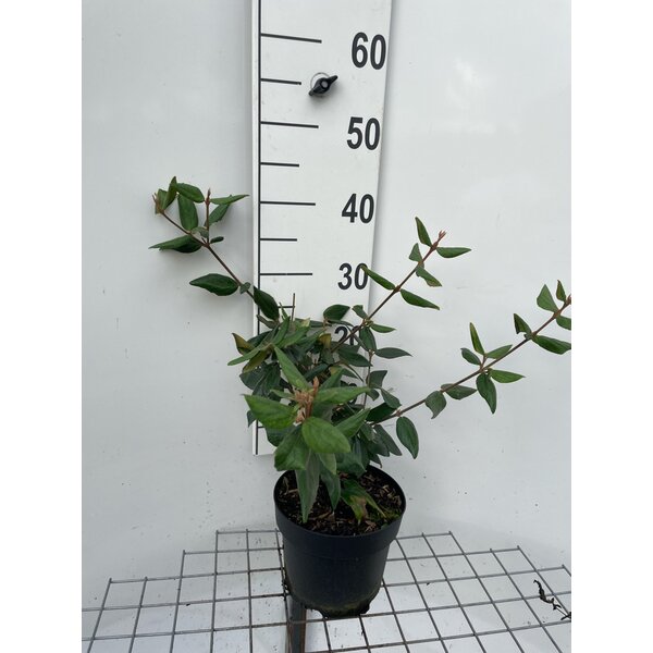 Viburnum burkwoodii - 3,0L 30+