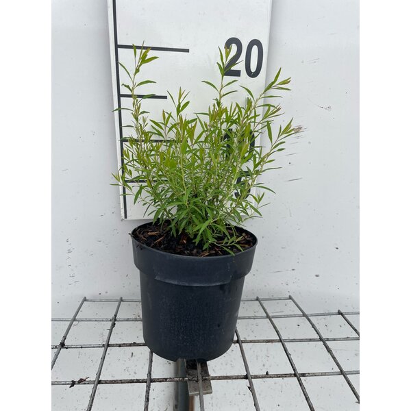 Spiraea thunbergii - 1,3L