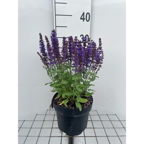 Salvia nemorosa 'Blaukönigin' - 3,0L