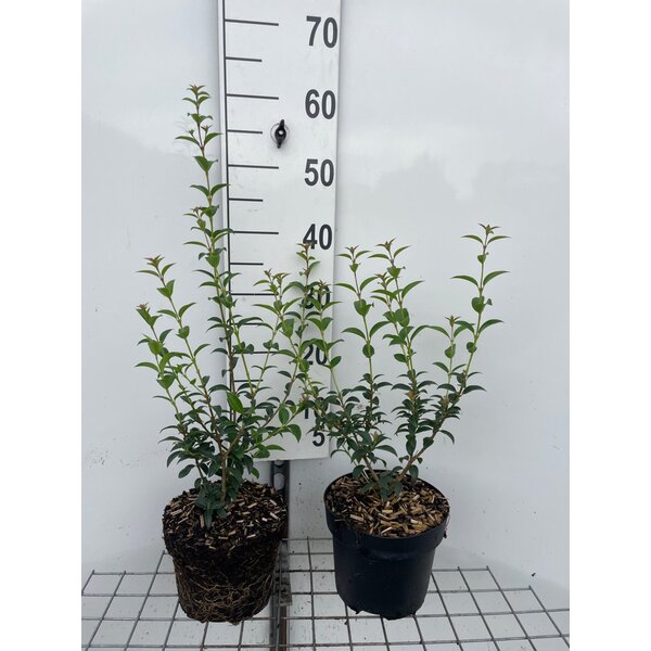 Osmanthus burkwoodii - 3,0L
