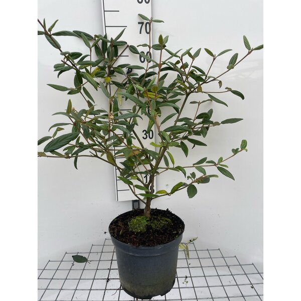 Viburnum 'Pragense' - 7,5L