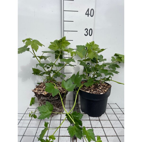 Ribes glandulosum - 3,0L