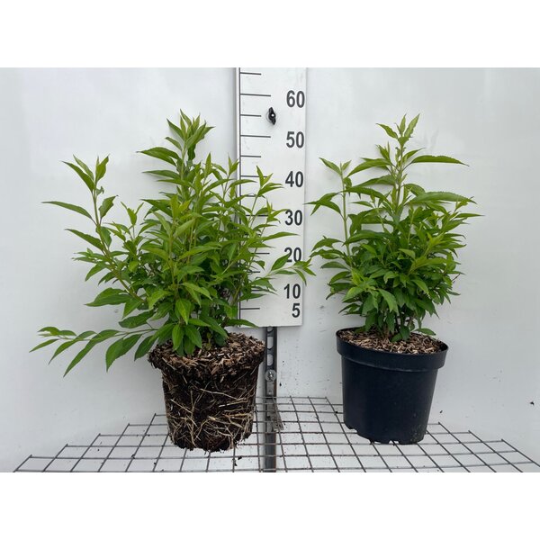Forsythia int. 'Courtalyn' - 7,5L