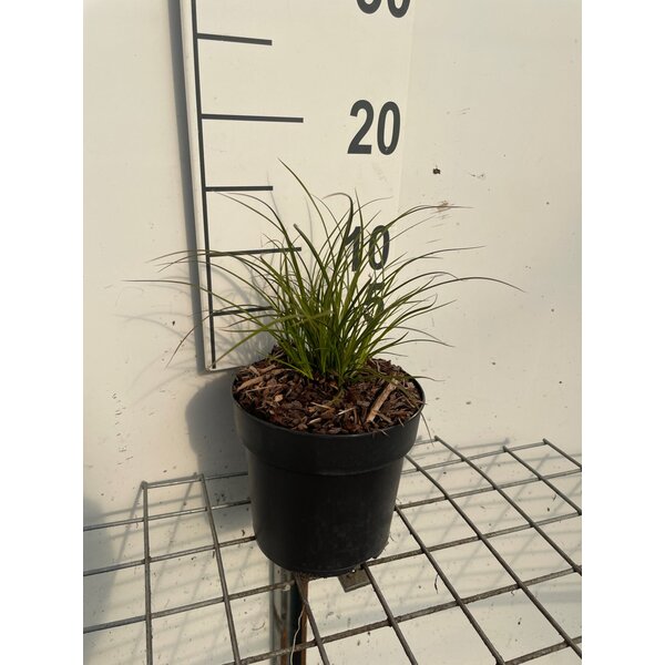 Carex testacea - 1,3L